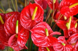 Anthurium