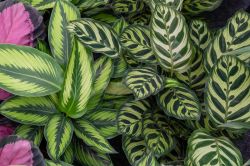 Calathea