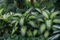 Dieffenbachia