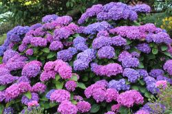 10 Savjeta Za Uspjesan Uzgoj Hortnezija Ili Hydrangea