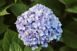 10 Savjeta Za Uspjesan Uzgoj Hortnezija Ili Hydrangea4