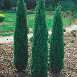 Juniperus Communis Sentinel3