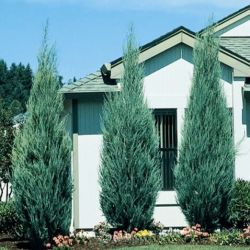 Juniperus Scopulorum Skyrocket 