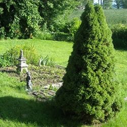 Picea Glauca Conica