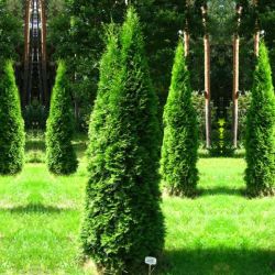 Thuja Occidentalis Smaragd1