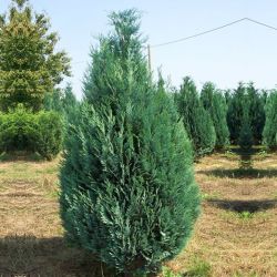 Chamaecyparis Lawsoniana Alumii