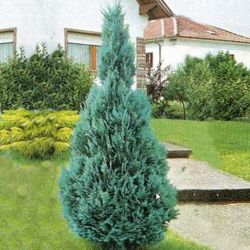 Chamaecyparis Lawsoniana Columnaris3
