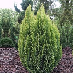 Chamaecyparis Lawsoniana Ellwood's Empire