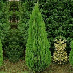 Chamaecyparis Lawsoniana Green Pillar