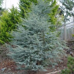 Cedrus Atlantica