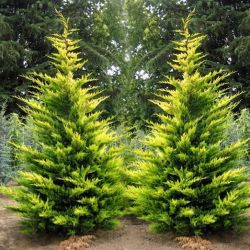 Cupressocyparis Leylandii Gold Rider9