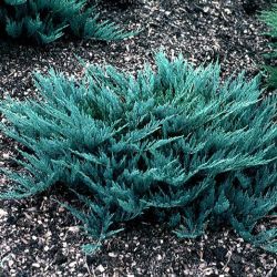 Juniperus Horizontalis Blue Chip