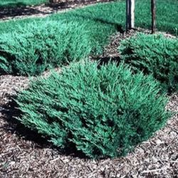 Juniperus Horizontalis Plumosa