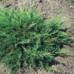 Juniperus Horizontalis Prince Of Wales 