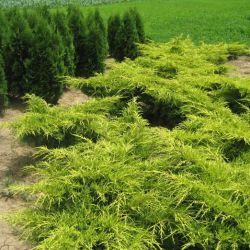 Juniperus Media Old Gold