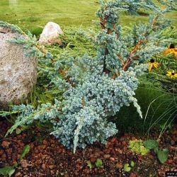 Juniperus Squamata Meyeri