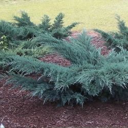Juniperus Virginiana Grey Owl
