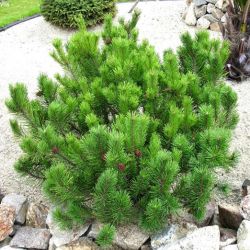 Pinus Mugo Pumilio
