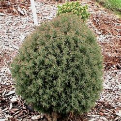 Thuja Occidentalis Teddy