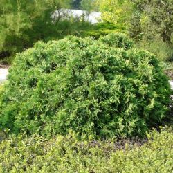 Thuja Occidentalis Umbraculifera