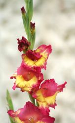 Gladiola Rezano Cvece Iz Vrta 08