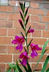 Gladiola Rezano Cvece Iz Vrta 09