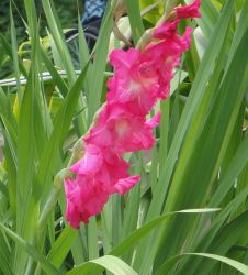 Gladiola Rezano Cvece Iz Vrta 12