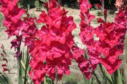 Gladiola Rezano Cvece Iz1 Vrta 04