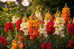 Jednostavno Produzite Cvjetanje Zijevalice Antirrhinum Majus1