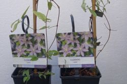 Kako Se Sisa Klematis Clematis1