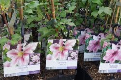 Kako Se Sisa Klematis Clematis2