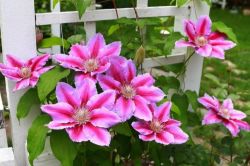 Moderni Klematis   Clematis1
