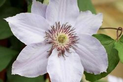 Moderni Klematis   Clematis2