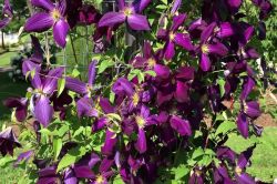 Moderni Klematis   Clematis4