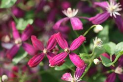 Moderni Klematis   Clematis5