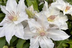 Moderni Klematis   Clematis7